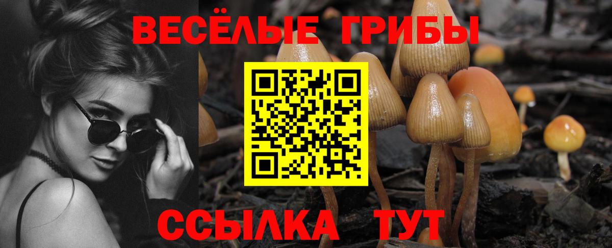 Курчатов  Галлюциногенные грибы GOLDEN TEACHER  Галлюциногенные грибы MAGIC MUSHROOMS  Вход с VPN 